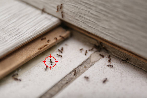 Best Pest Inspection Near Me  in Lincoln, IL