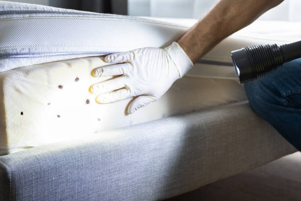 Best Mosquito Control Services  in Lincoln, IL