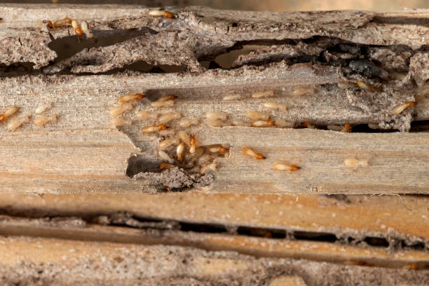 Best Local Pest Control Services  in Lincoln, IL