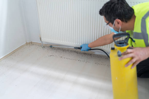 Flea Control Services in Lincoln, IL
